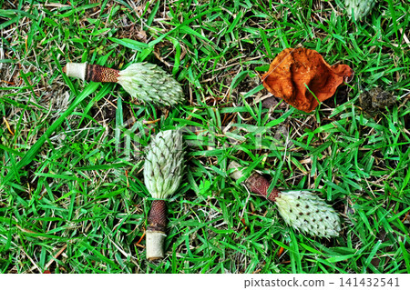 Young magnolia fruit that has fallen (Summer, July) Young magnolia fruit that has fallen (Summer, July) 141432541