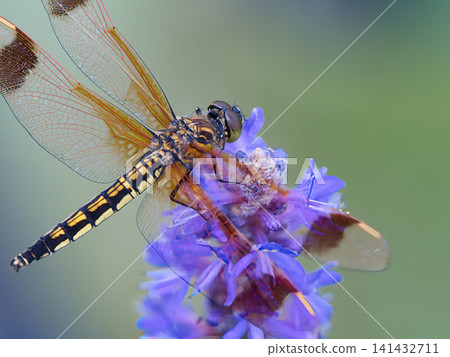 一隻蜻蜓停在長葉水葫蘆的花朵上。 一隻蜻蜓停在長葉水葫蘆的花朵上。 141432711