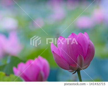 一朵美麗的蓮花 一朵美麗的蓮花 141432715