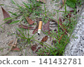 Cigarette butts and weeds littered in the park 141432781