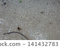 A dead bee and a centipede lying on the sandy ground. 141432783