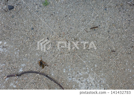 A dead bee and a centipede lying on the sandy ground. A dead bee and a centipede lying on the sandy ground. 141432783