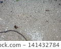 A dead bee and a centipede lying on the sandy ground. 141432784