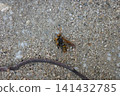 Dead bee carcasses on the concrete ground of the park 141432785