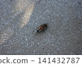 A dead cicada lying upside down on the ground 141432787