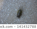 A cicada perched on the concrete ground. 141432788