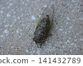 A close-up of a cicada perched on concrete ground. 141432789