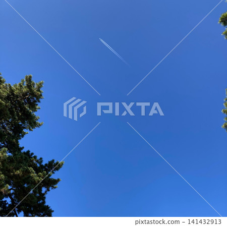 Blue sky and contrails visible through the pine trees Blue sky and contrails visible through the pine trees 141432913