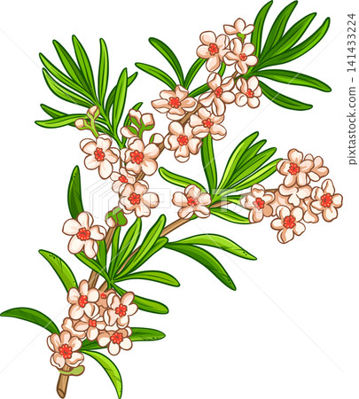 Fragonia Branch with Flowers and Leaves Colored Detailed Illustration Fragonia Branch with Flowers and Leaves Colored Detailed Illustration 141433224