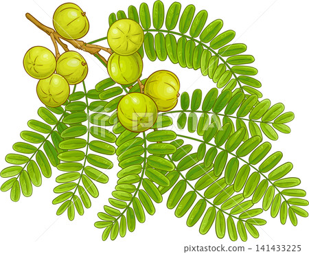Amla Branch with Fruits and Leaves Colored Detailed Illustration Amla Branch with Fruits and Leaves Colored Detailed Illustration 141433225
