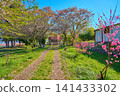 春天的山梨郡笛吹市禦坂町武井梅草神社 141433302
