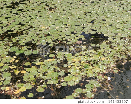 Water surface Water surface 141433307