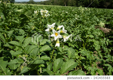 Growing potatoes, potato flowering field Growing potatoes, potato flowering field 141433383