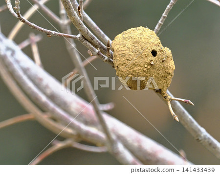 Old nest of a potter wasp Old nest of a potter wasp 141433439