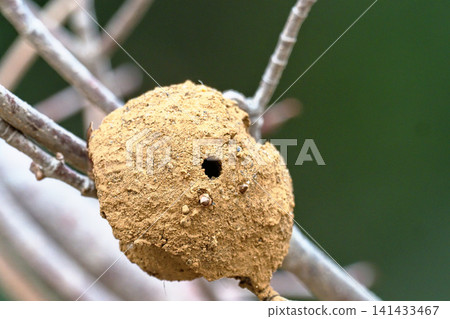 Old nest of a potter wasp Old nest of a potter wasp 141433467