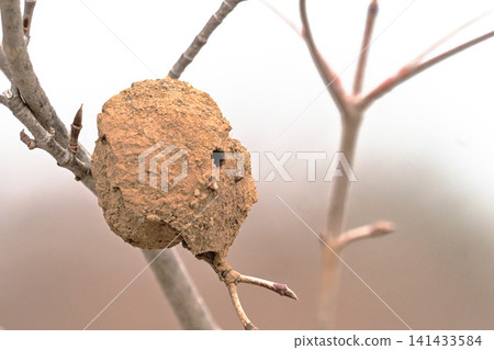 Old nest of a potter wasp Old nest of a potter wasp 141433584