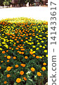 Lush marigold flower garden in park 141433617