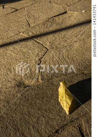 A single withered leaf bathed in the early winter sun. A single withered leaf bathed in the early winter sun. 141433741