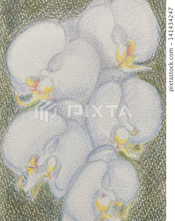 Phalaenopsis orchid Phalaenopsis orchid 141434247