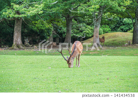 在奈良公園飛火野,鹿正在吃草 在奈良公園飛火野,鹿正在吃草 141434538