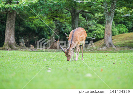 Deer eating grass in Tobihino, Nara Park 141434539