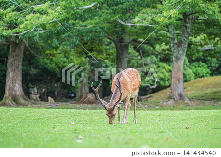在奈良公園飛火野,鹿正在吃草 在奈良公園飛火野,鹿正在吃草 141434540