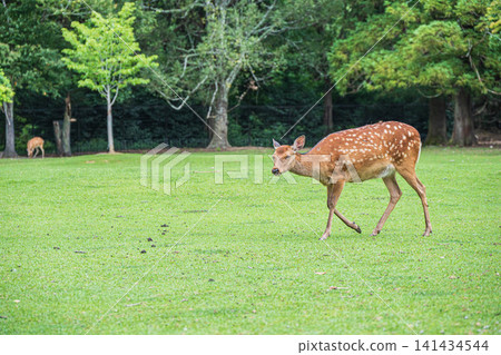 Deer in Nara Park, Tobihino Deer in Nara Park, Tobihino 141434544