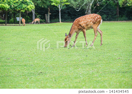 在奈良公園飛火野,鹿正在吃草 在奈良公園飛火野,鹿正在吃草 141434545