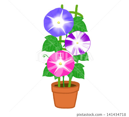 Beautiful potted morning glories with large, colorful blossoms. Beautiful potted morning glories with large, colorful blossoms. 141434718