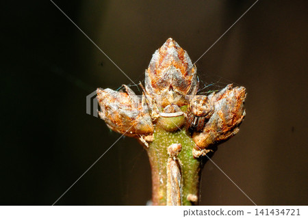 Leaf scars and winter buds of Nishikigi Leaf scars and winter buds of Nishikigi 141434721