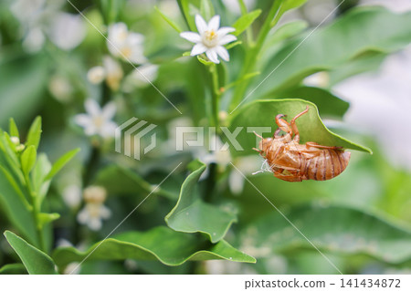 Cicada exoskeletons and kumquat blossoms 141434872