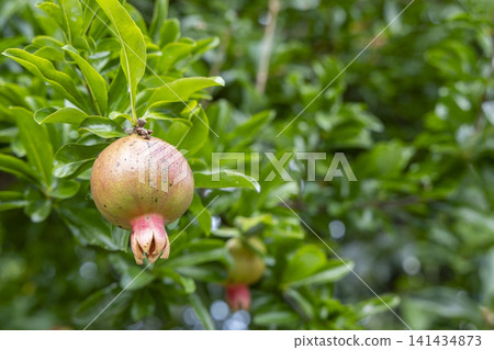 Unripe pomegranate fruit Unripe pomegranate fruit 141434873