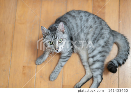 A cute cat lying on the floor - a mackerel tabby cat A cute cat lying on the floor - a mackerel tabby cat 141435460