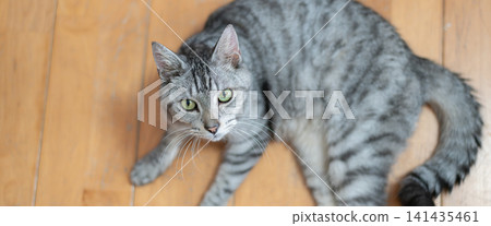 A cute cat lying on the floor - a mackerel tabby cat A cute cat lying on the floor - a mackerel tabby cat 141435461