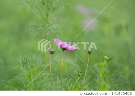 Sign of autumn Cosmos field Sign of autumn Cosmos field 141435468