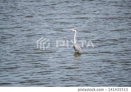 Standing heron Standing heron 141435513