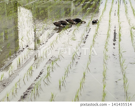 A family of ducks in a rice paddy after planting. A family of ducks in a rice paddy after planting. 141435514