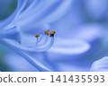 紫花 141435593