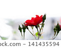 一朵紅玫瑰 141435594