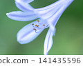 淡紫色的花朵 141435596