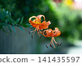 一隻蝴蝶正在虎百合花上吸食花蜜。 141435597
