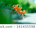一隻蝴蝶正在虎百合花上吸食花蜜。 141435598