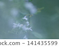  白花 141435599