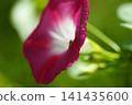 紅花	 141435600