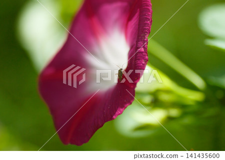 Red flower Red flower 141435600
