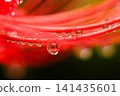 與水滴的Higiflower 141435601