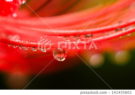 Higiflower with waterdrop Higiflower with waterdrop 141435601