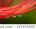 紅花上的水滴 141435602