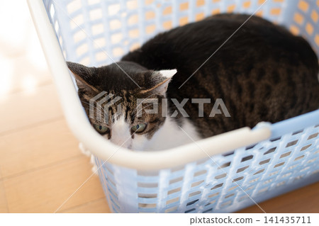 A cute tabby cat relaxing in a basket. A cute tabby cat relaxing in a basket. 141435711