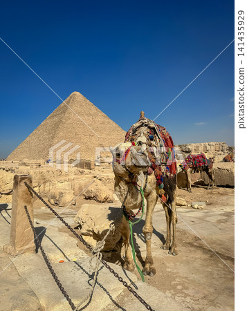 Bedouin camels and horses near the Egyptian pyramids, Cairo, Giza Bedouin camels and horses near the Egyptian pyramids, Cairo, Giza 141435929